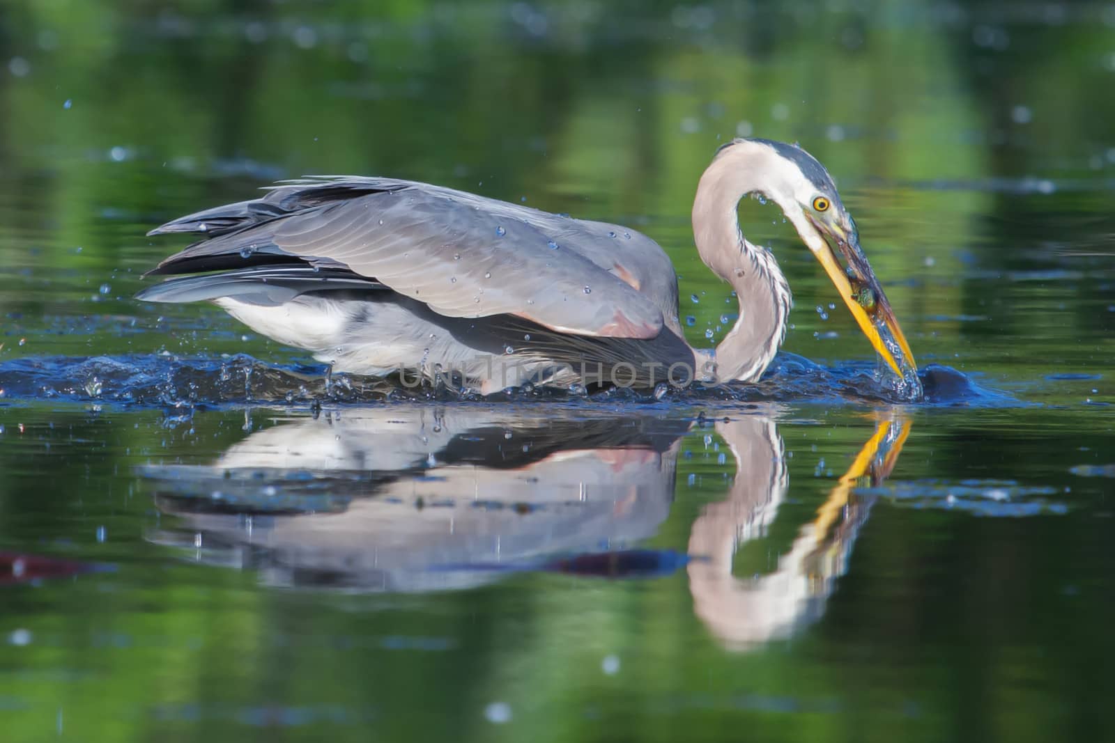 Great Blue Heron fishing in the low lake waters in soft focus