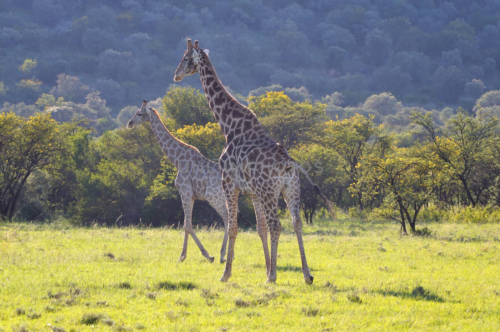 Two Giraffes on grass field in South Africa
