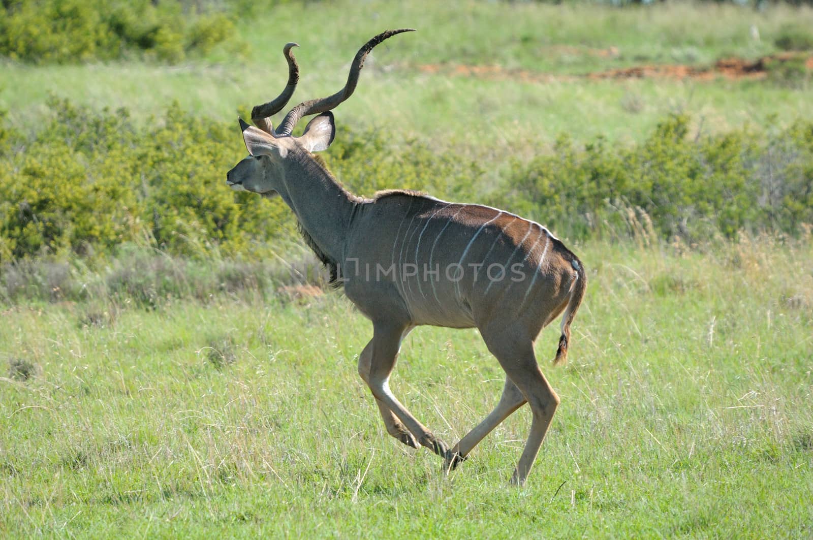 Greater Kudu bull running on grass field
