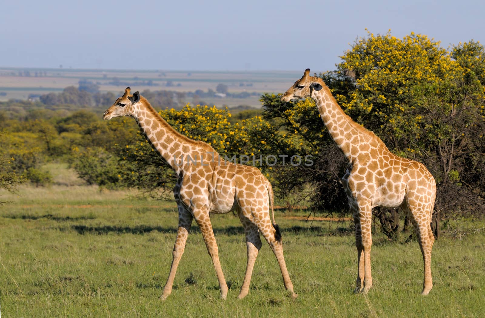Two Giraffes on grass field in South Africa
