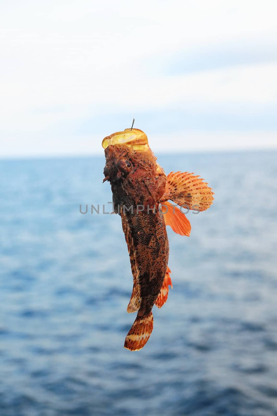 One Red Rock Sea Fish Hooked over the Blue Atlantic Ocean