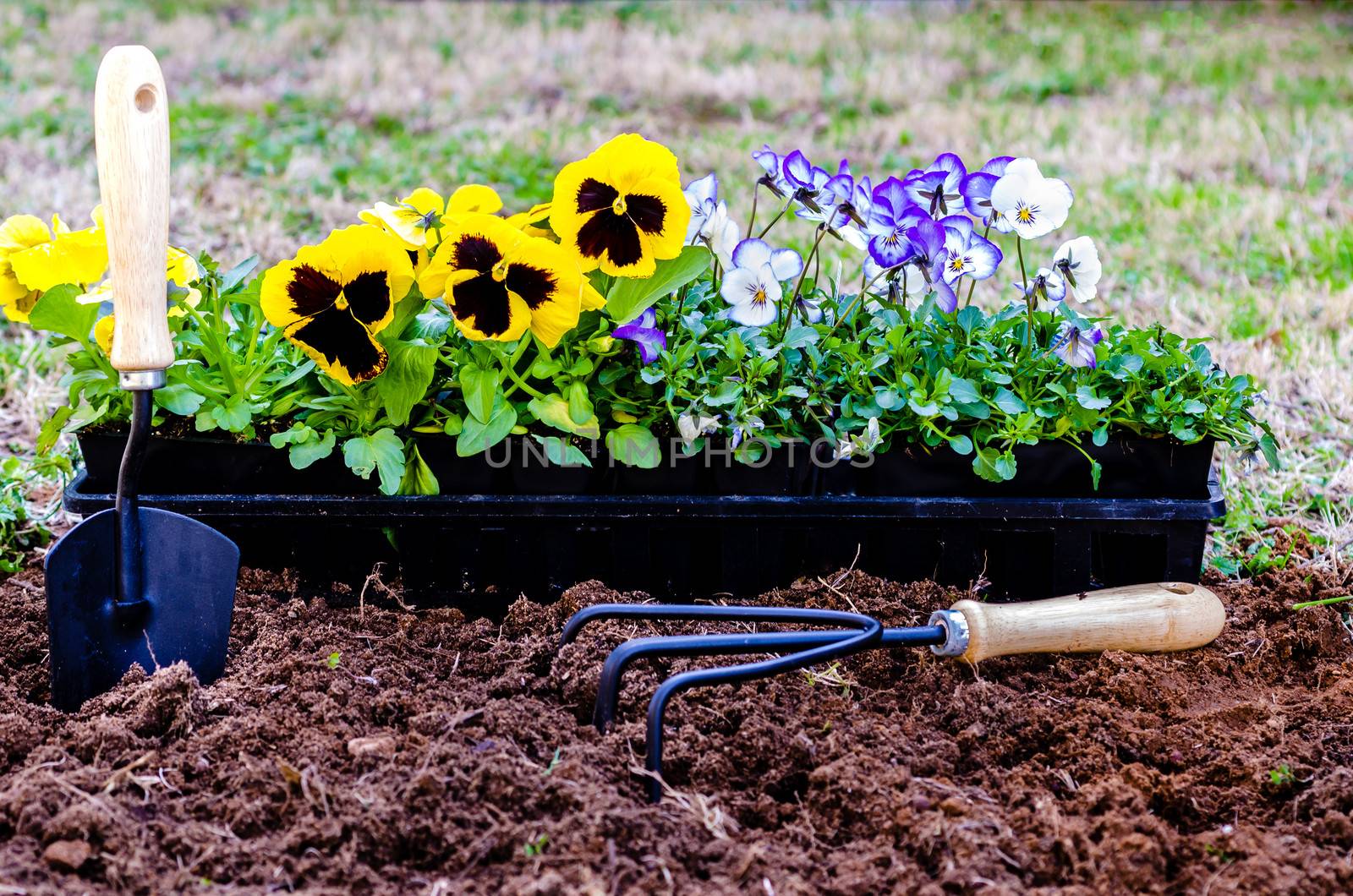 Planting flowers.  Pansies and violas in pots on cultivated soil with trowel and cultivator.