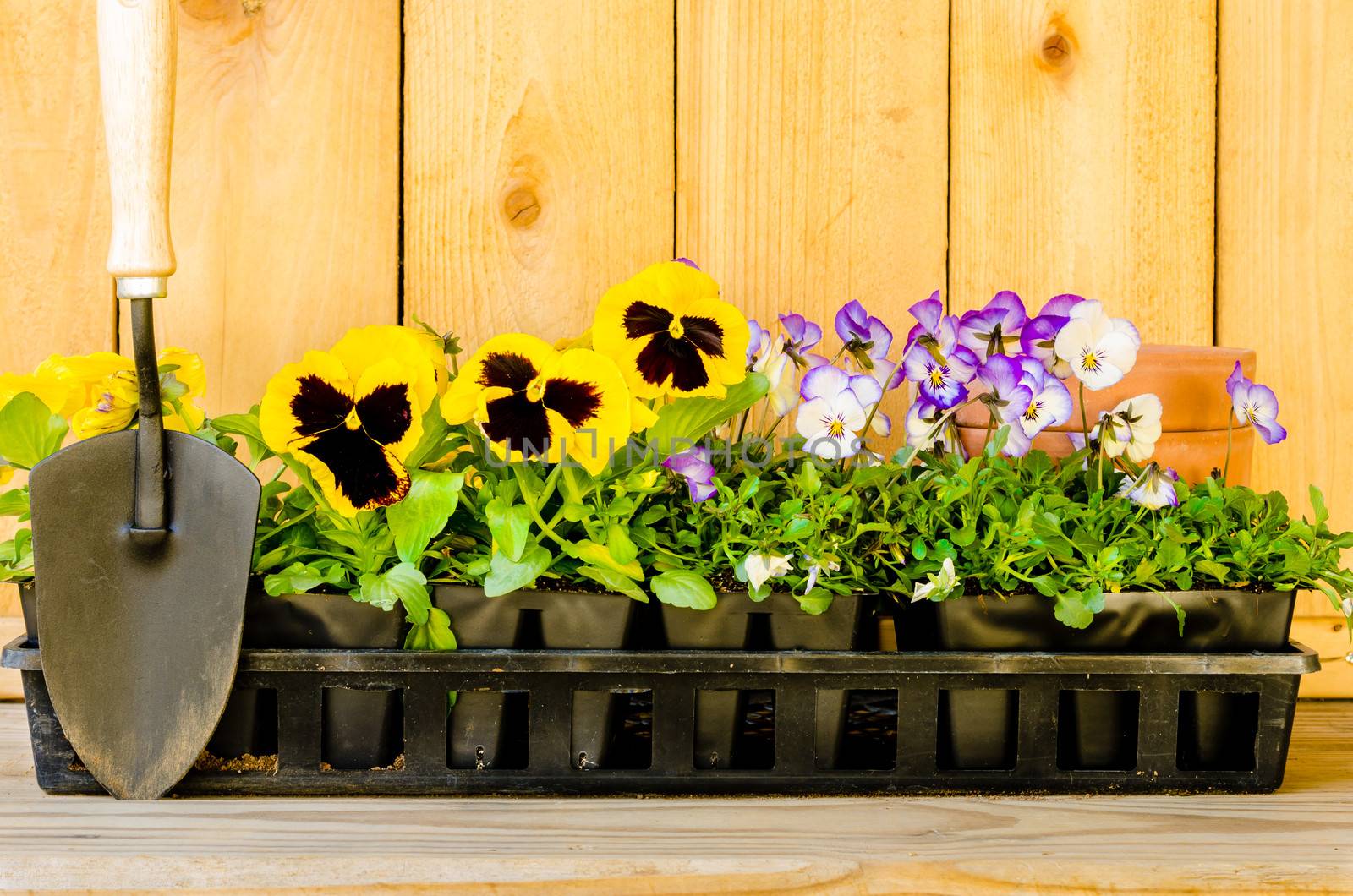 Planting garden with pansies, violas, cultivator, and pots on wood background.