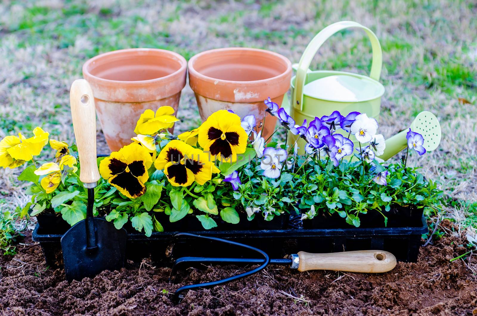 Spring fever.  Pots of pansies and violas with trowel, cultivator, and watering can on cultivated soil.