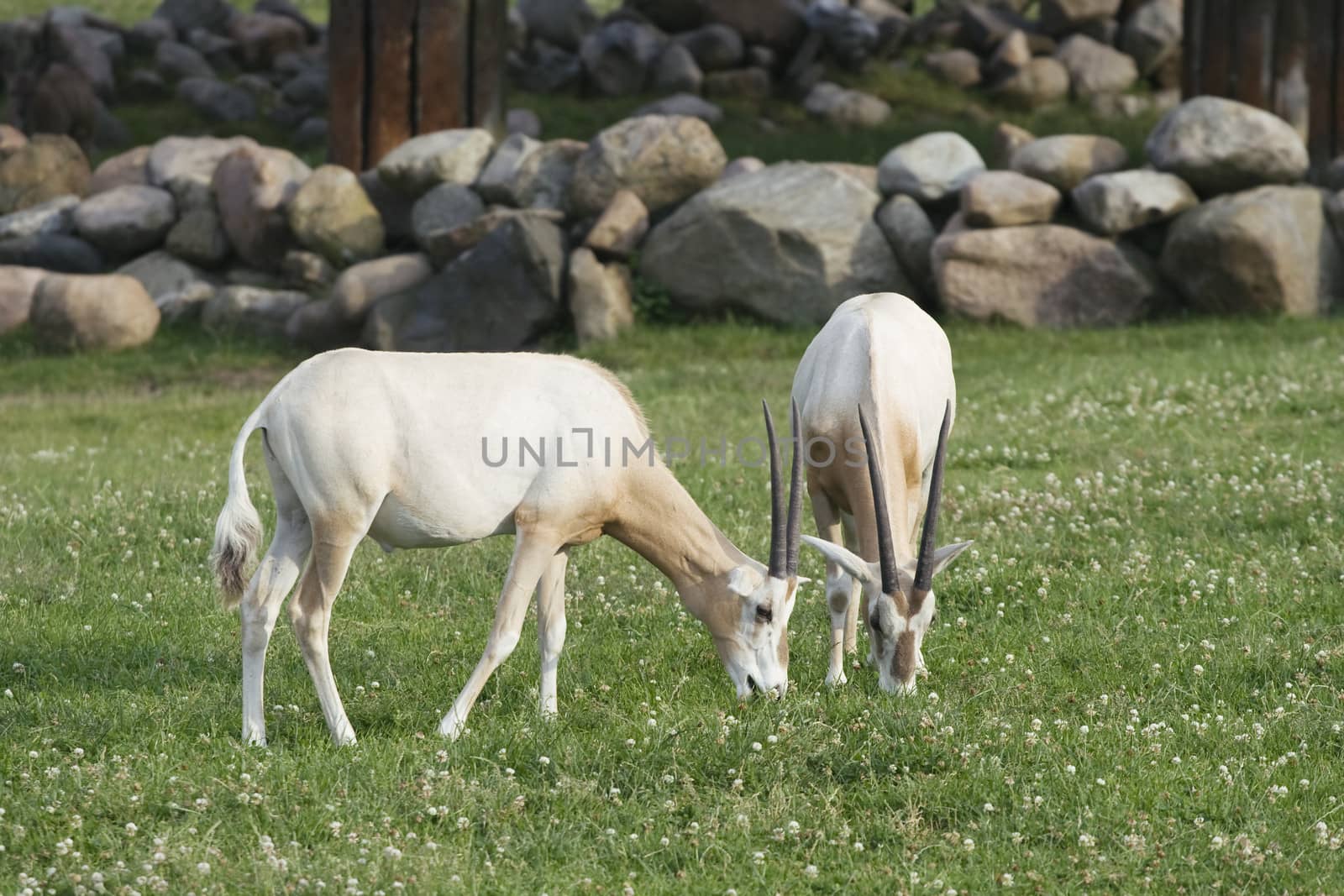 Two antelopes grazing on a green meadow