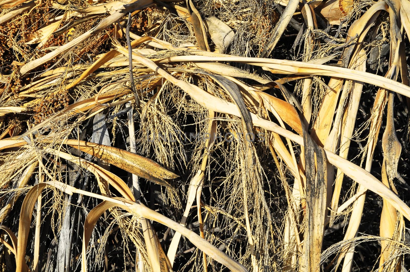 The Brown Dry Grass Herb Texture in Autumn