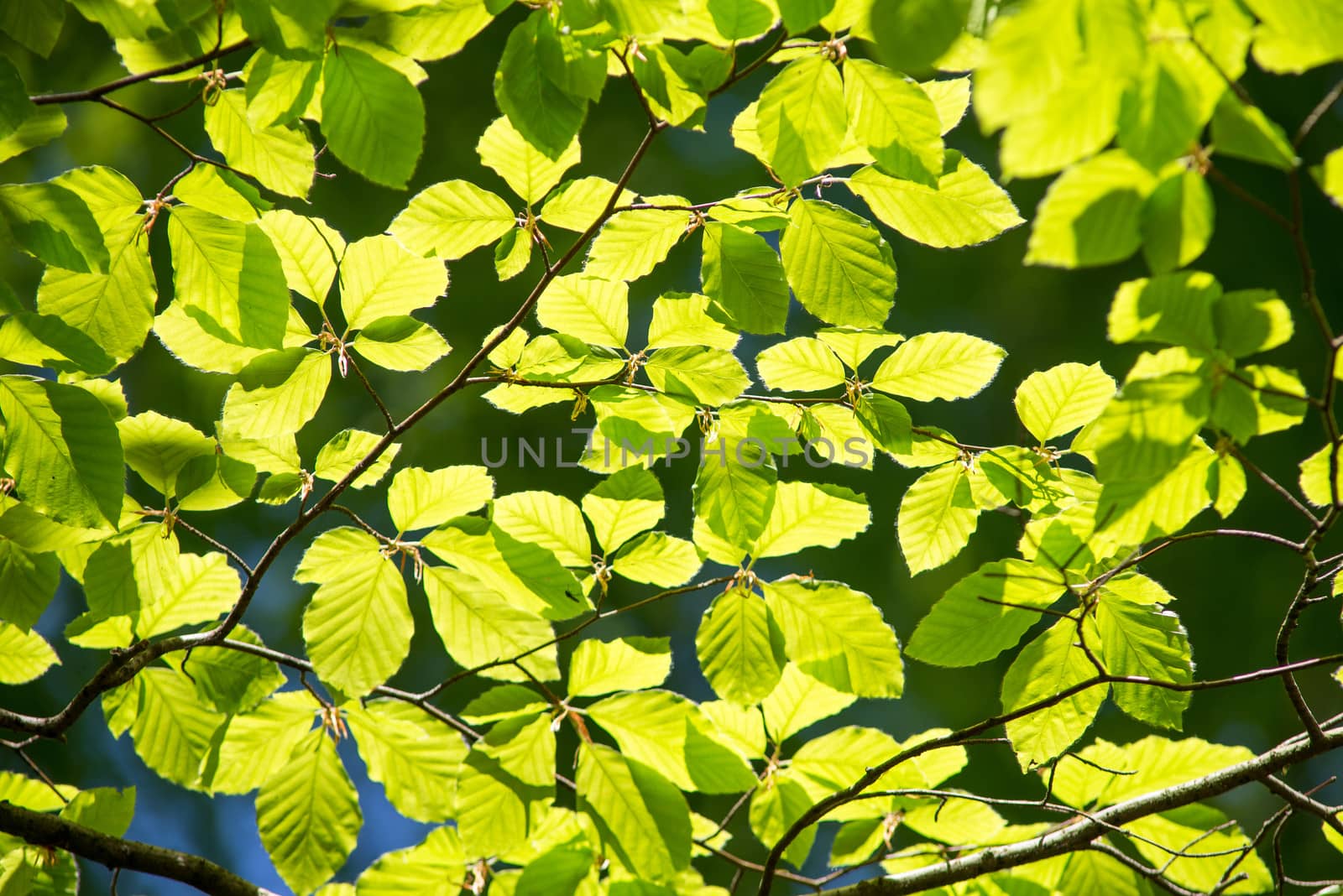 Branch of a beech tree with leaves in spring on a sunny day