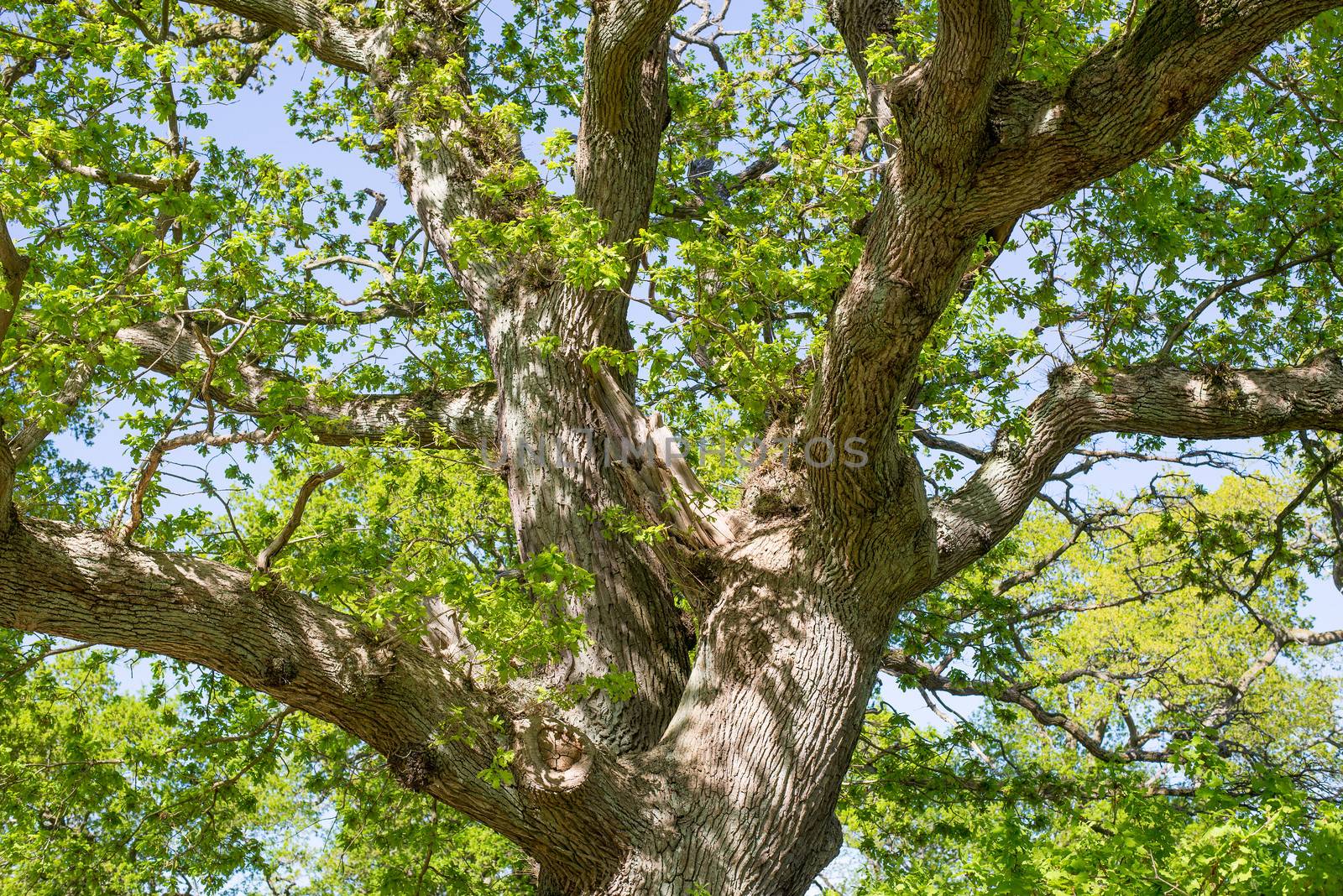 Old oak tree with fresh green leaves in spring