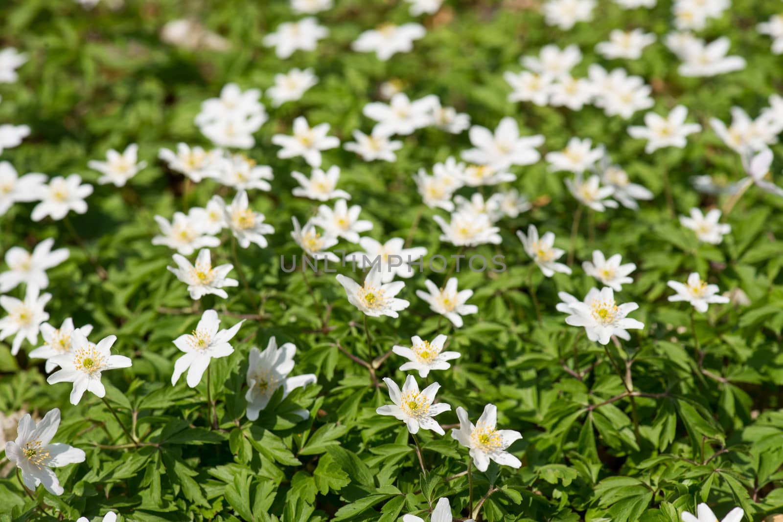 Wood anemones, anemone nemorosa in May on a sunny day