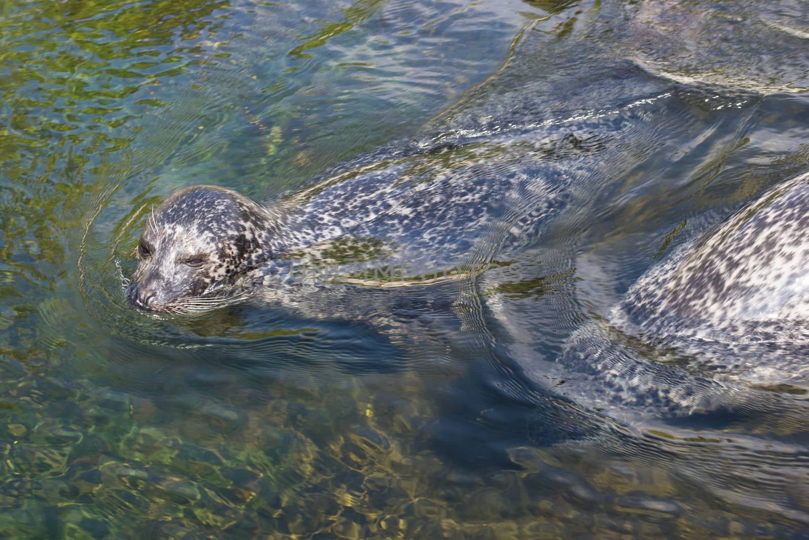 Harbor seal, Phoca vitulina by Arrxxx