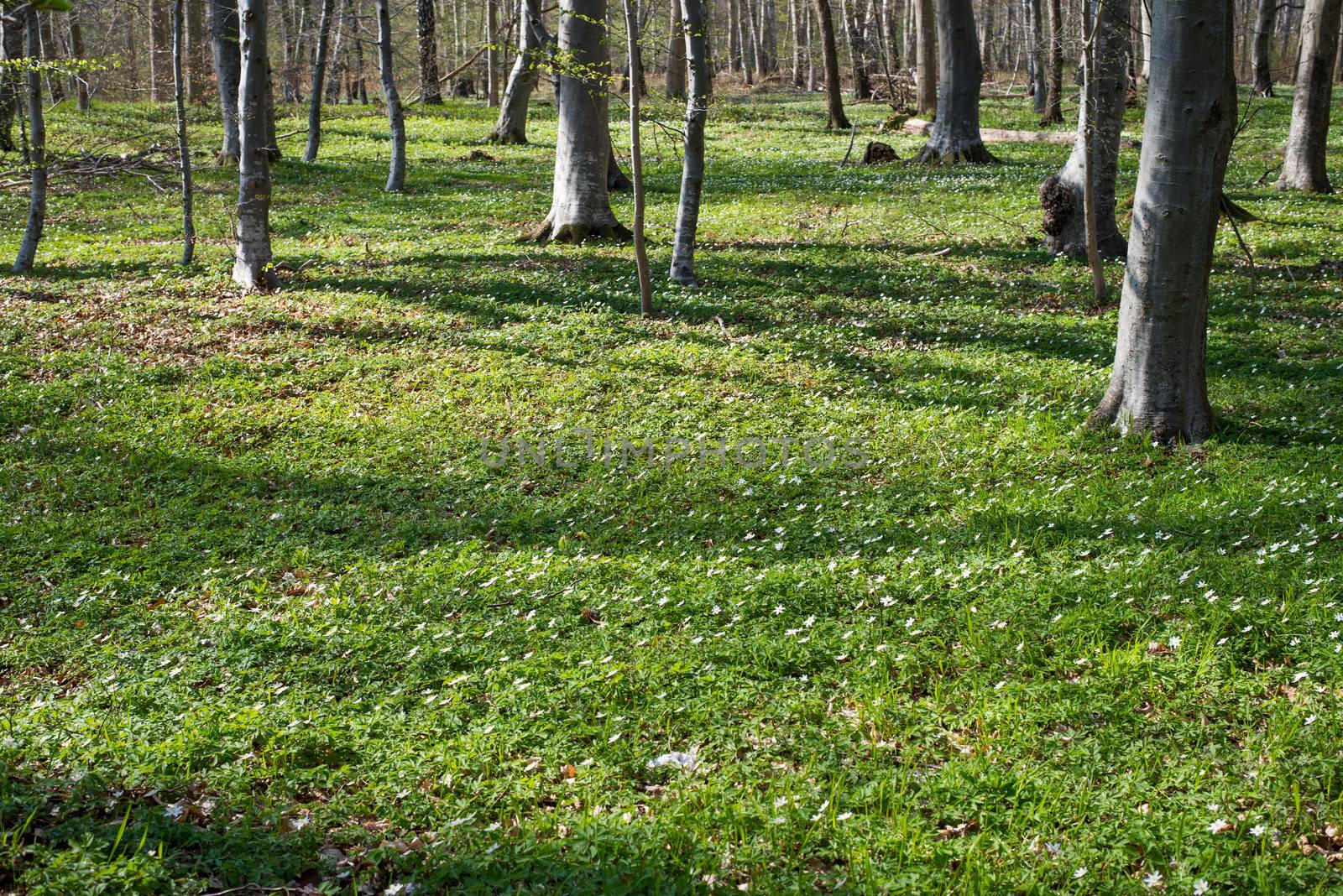 Forest floor in spring with wood anemones and green cover