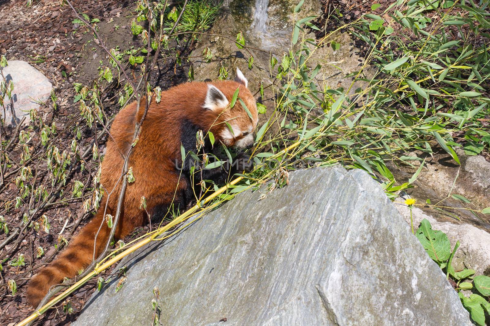 Red panda, Ailurus fulgens by Arrxxx