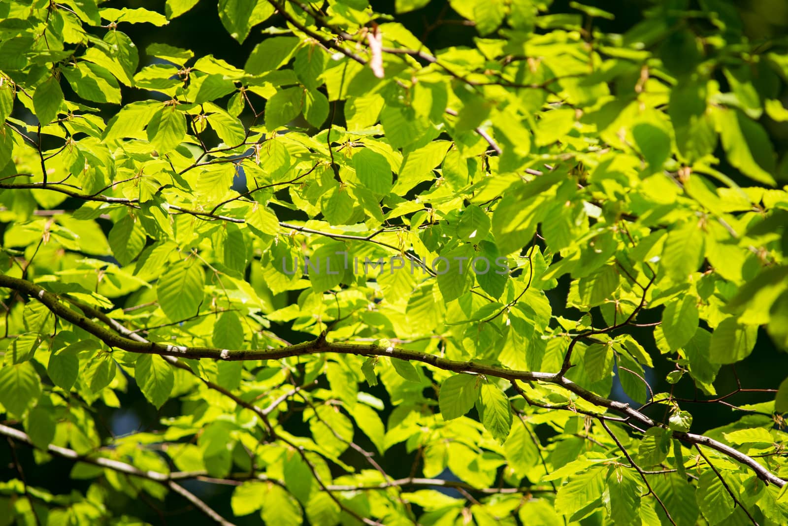 Branch of a beech tree with leaves in spring on a sunny day