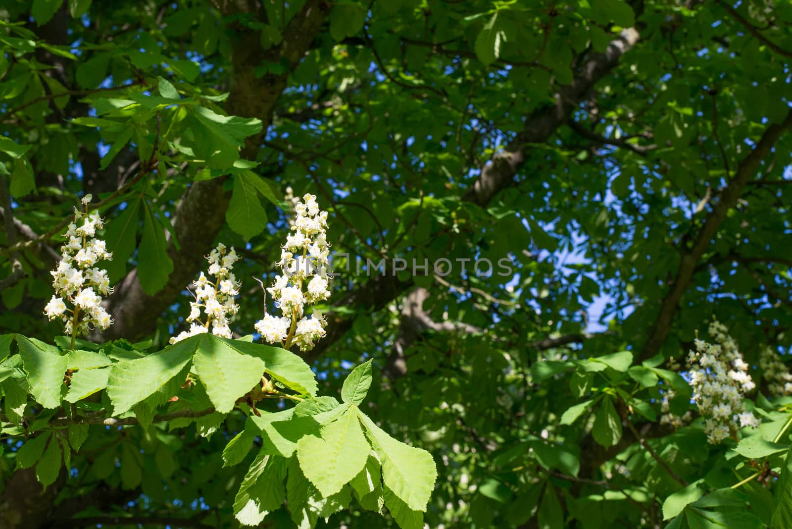 White flowers of a horse-chestnut tree in spring, Aesculus hippocastanum