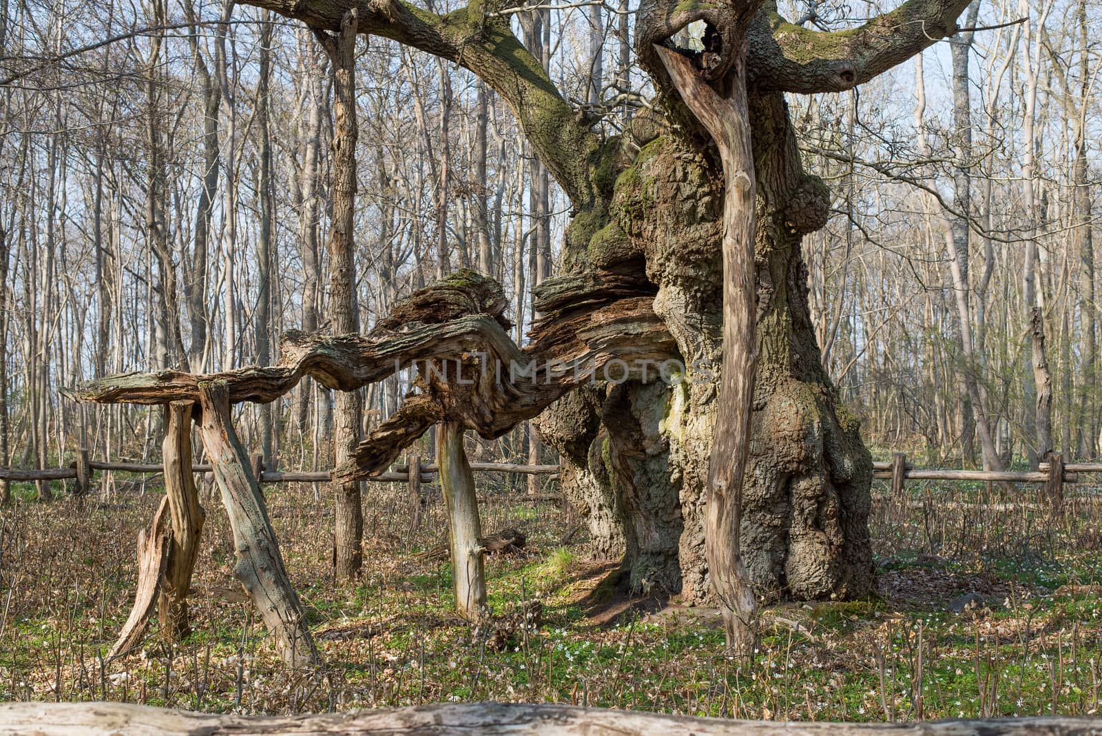 The kings oak tree, Kongeegen, a more then 1500 years old oak tree in J��gerspris Nordskov, Denmark in spring 