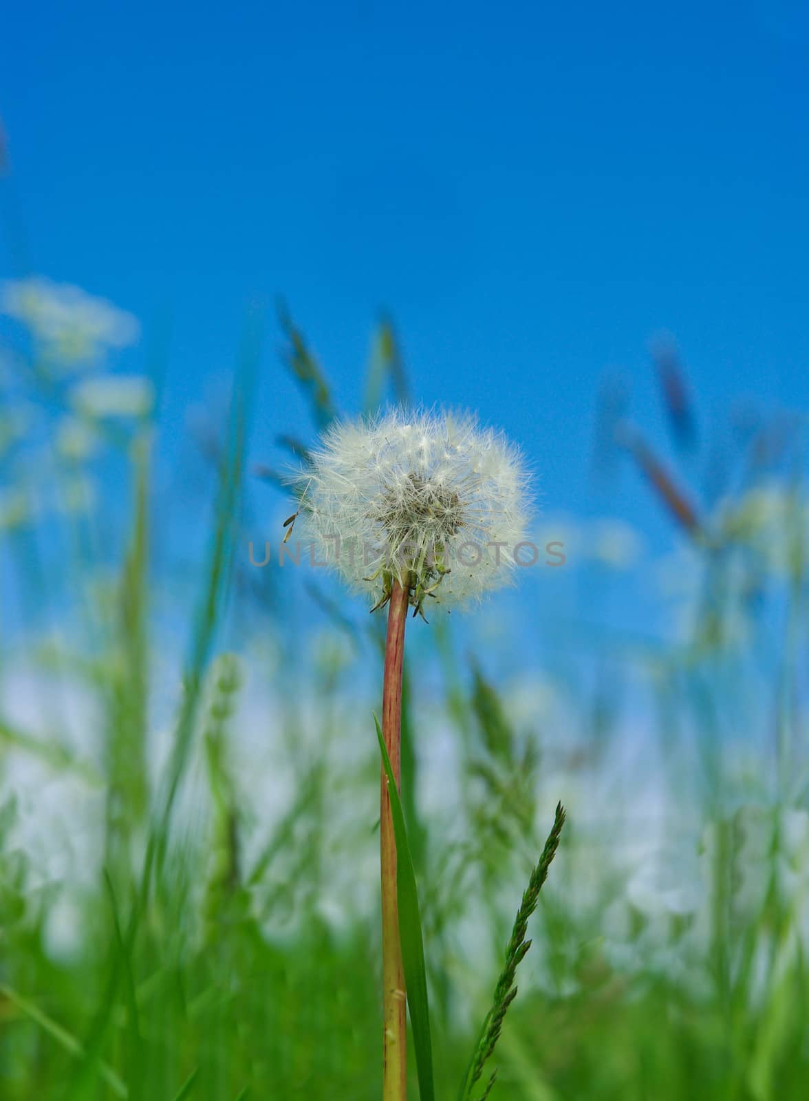 Dandelion flower with seeds over blue sky