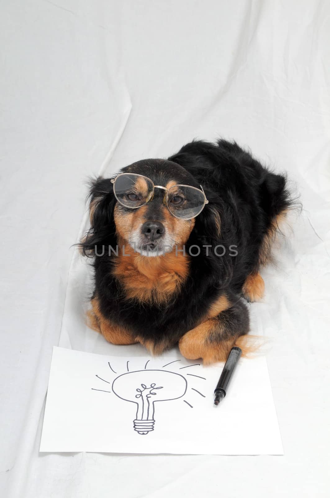 One Female Old Black Dog Drawing on a White Paper