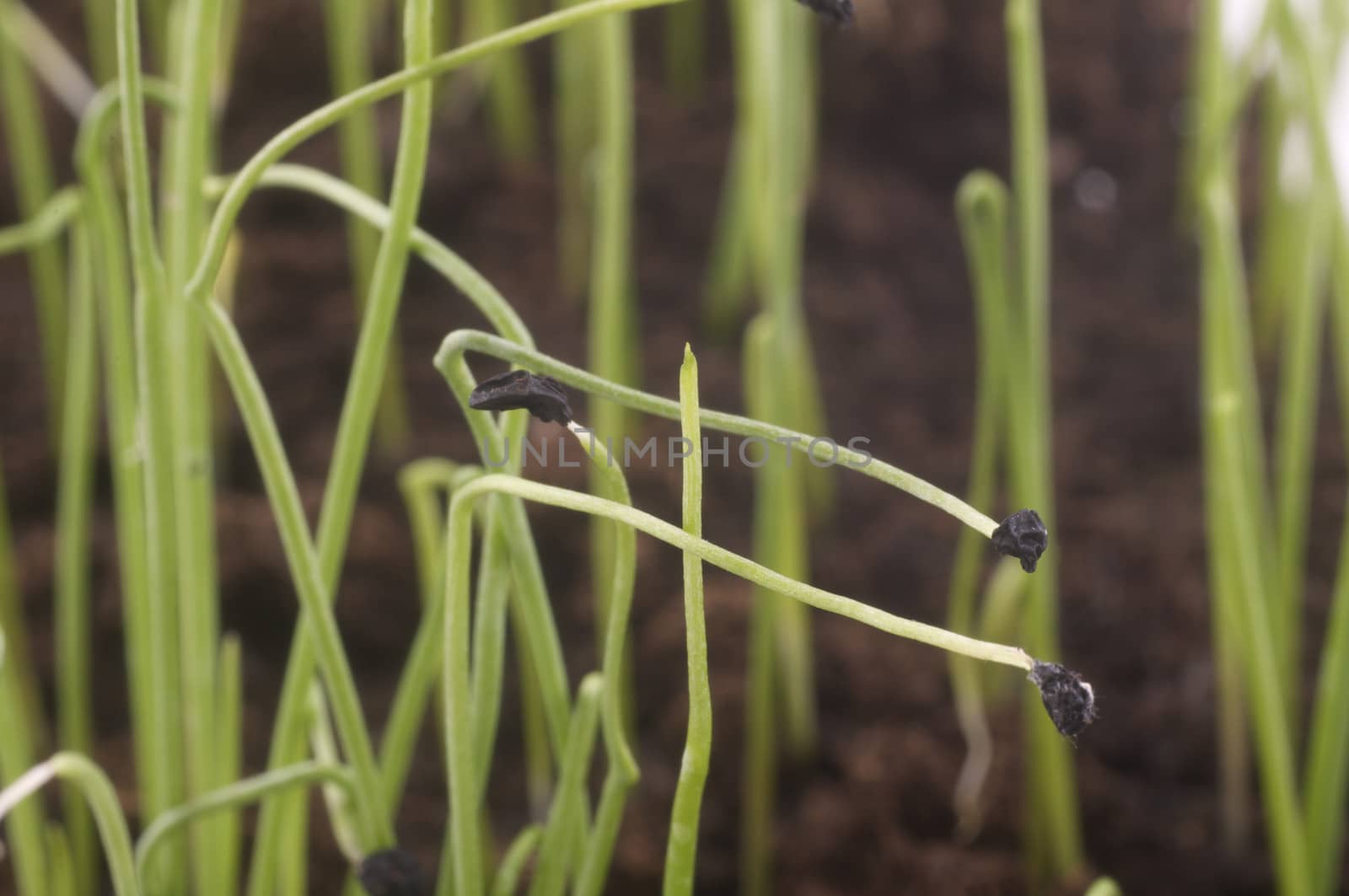 Allium porrum. Close-up photo of leek sprout