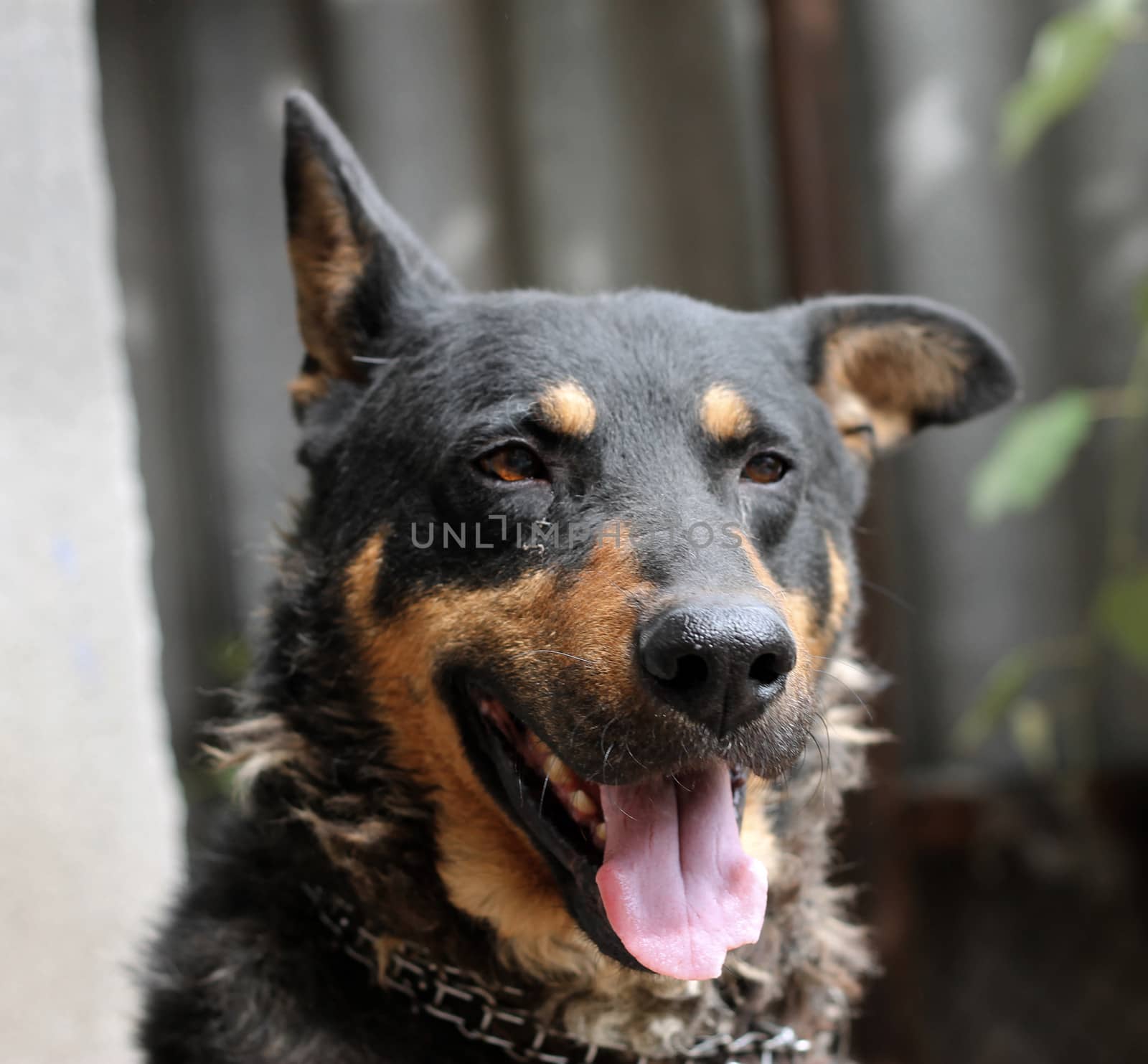 Portrait of mature dog sitting on the backyard