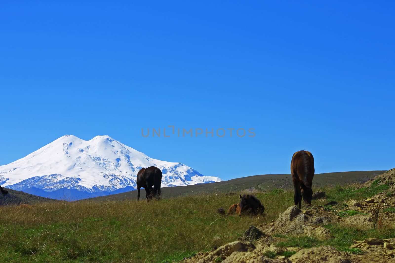 Horses on the summer autumn caucasus meadow