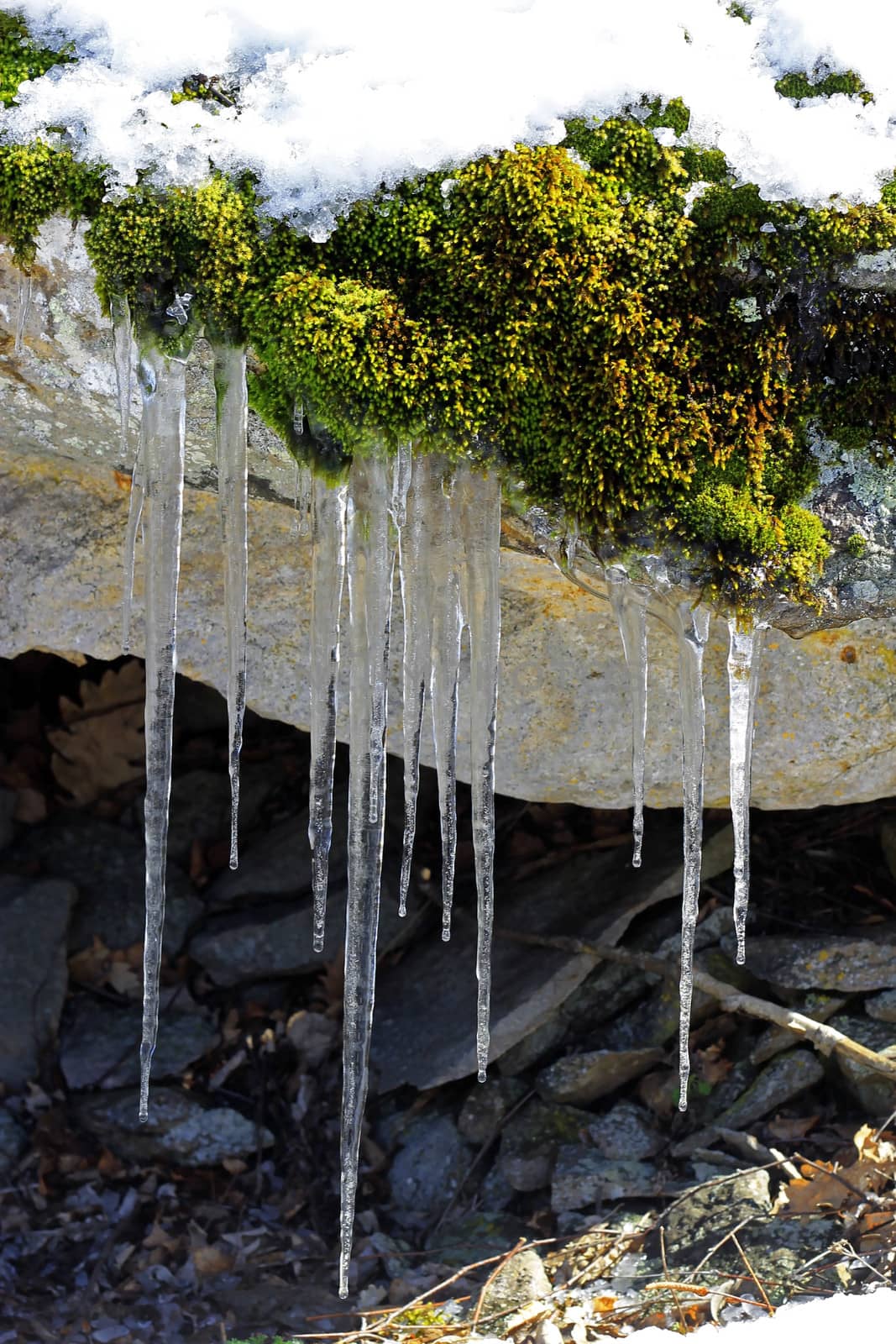 Frozen icicles hanging from the stone in the forest