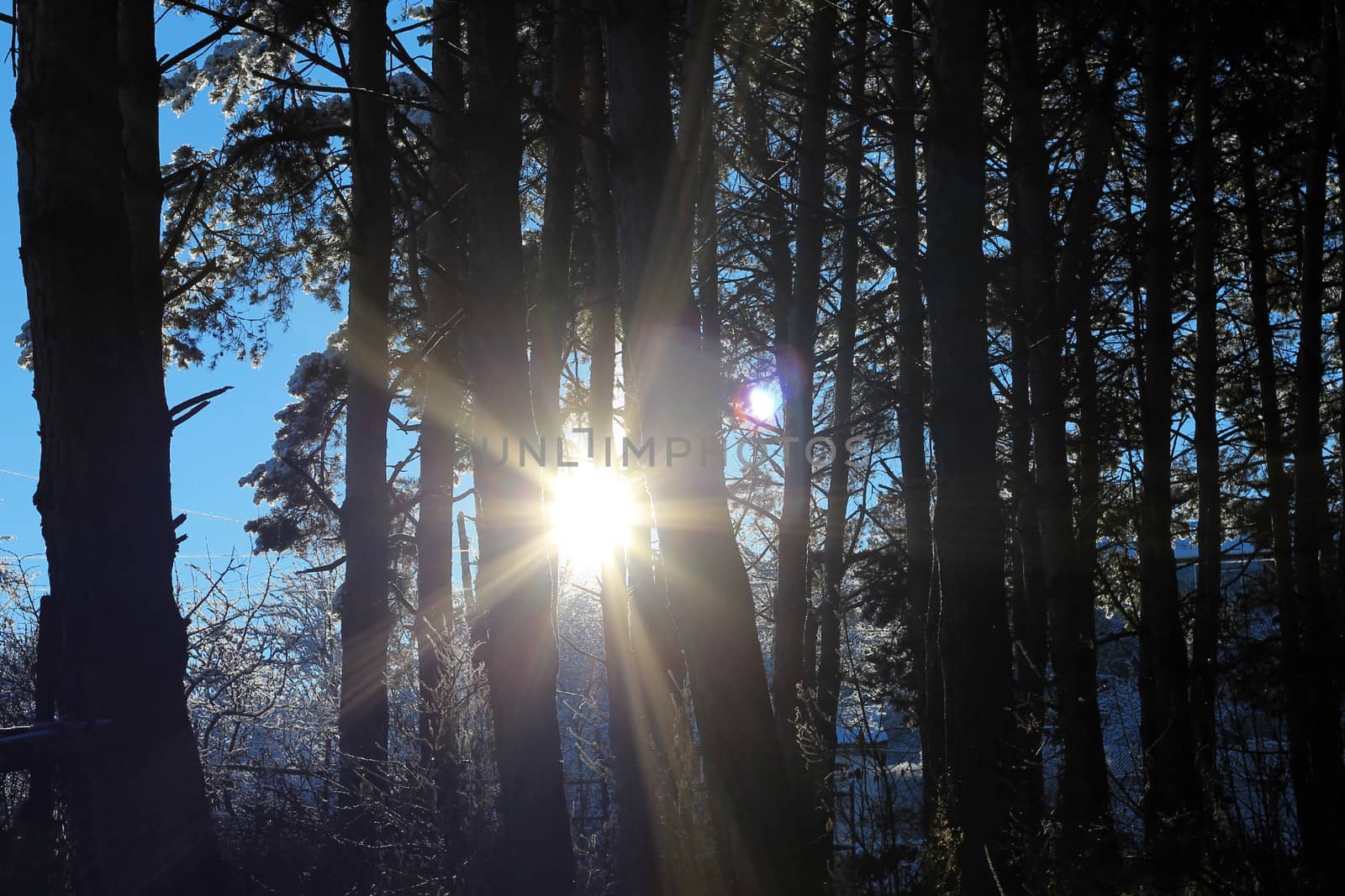 Blue winter sky and dark wood on the sunrise