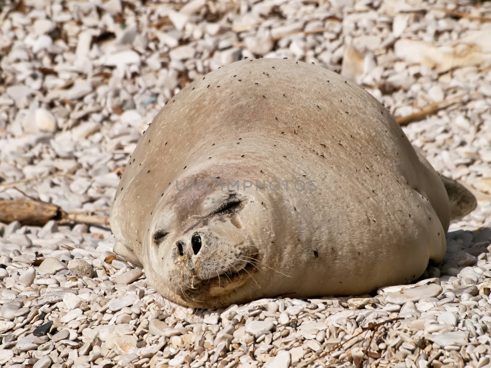 Mediterranean monk seal relax on pebble beach