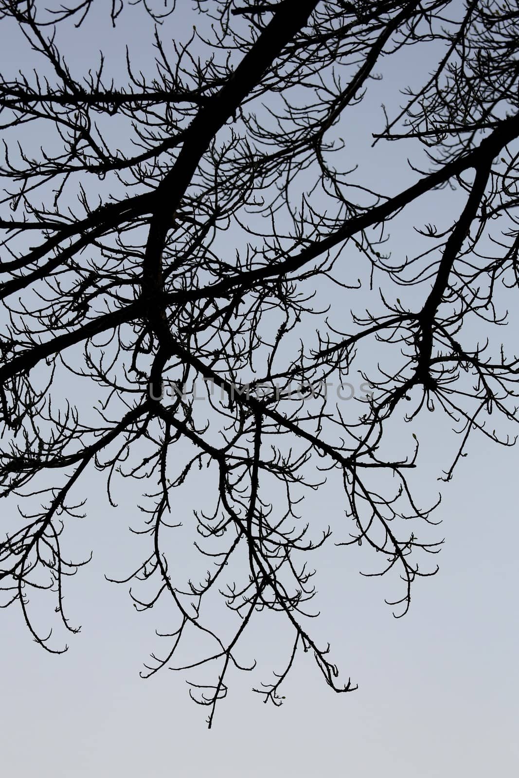 Silhouette of a trees intricate branch system