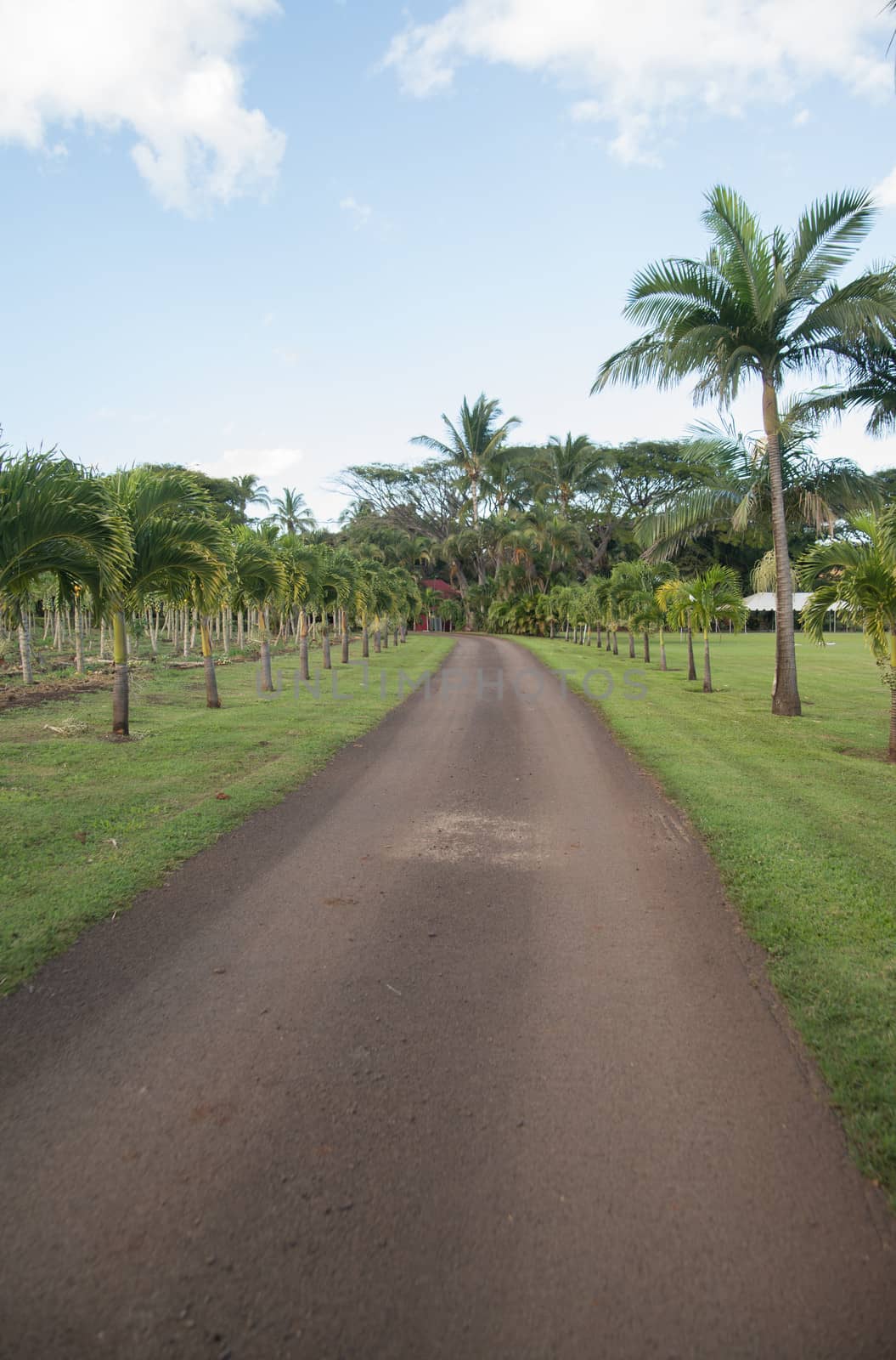 Scenic plants and trees in tropical Hawaiian plantation