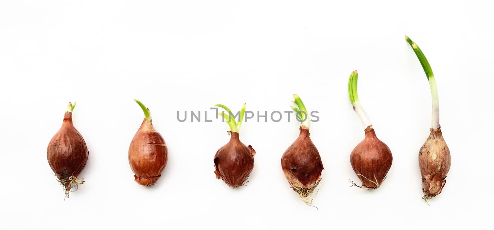 Shallots isolated  by pixbox77