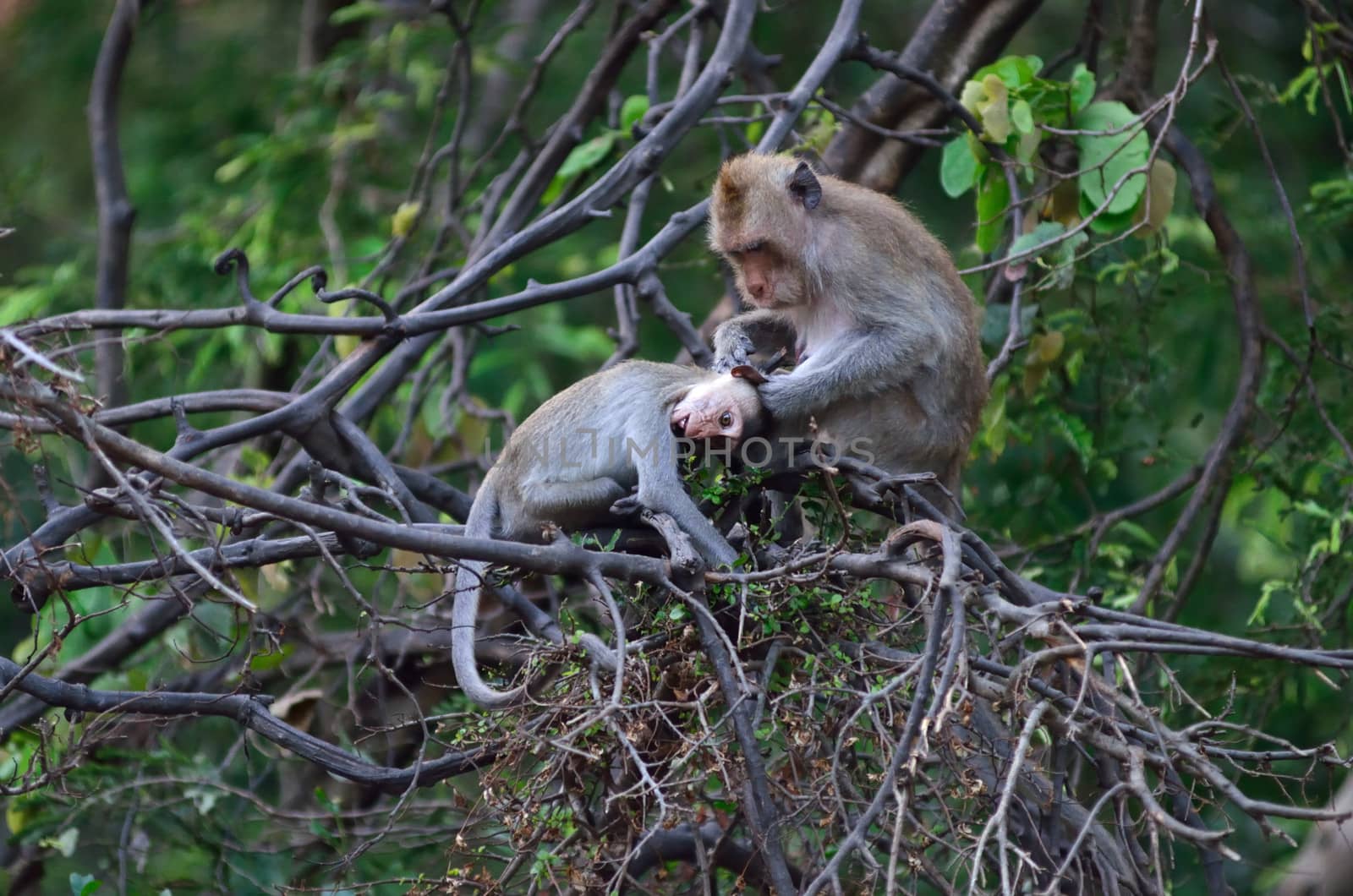 Monkey cleaning with baby on tree