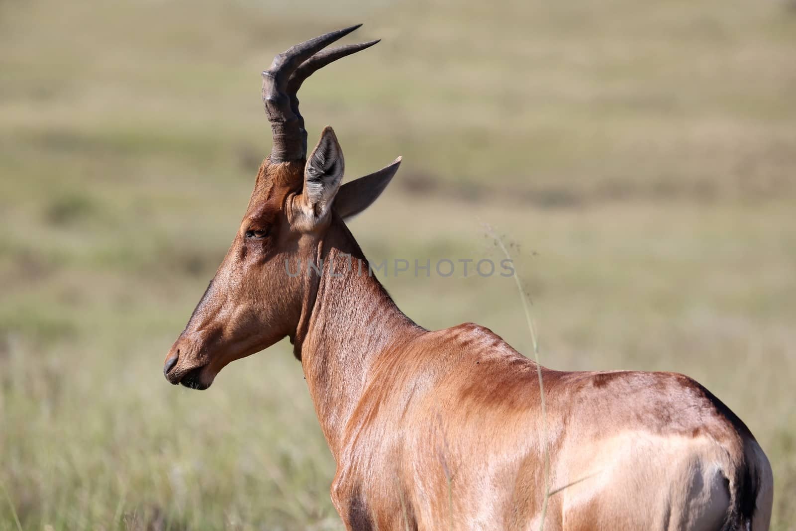 Portrait of a Red Hartebeest Antelope with curved horns
