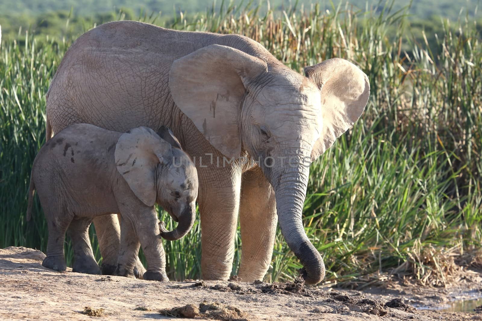 Young African elephant siblings at a water hole