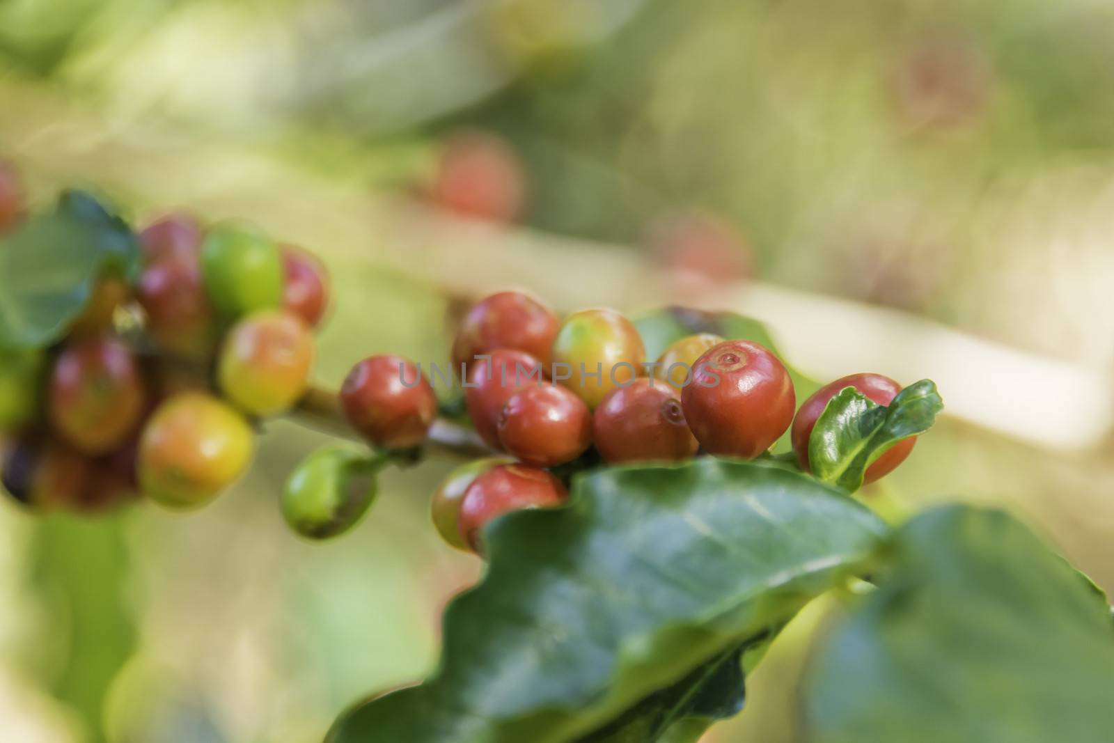 Closeup photograph of ripe coffee beans Costa Rica.
