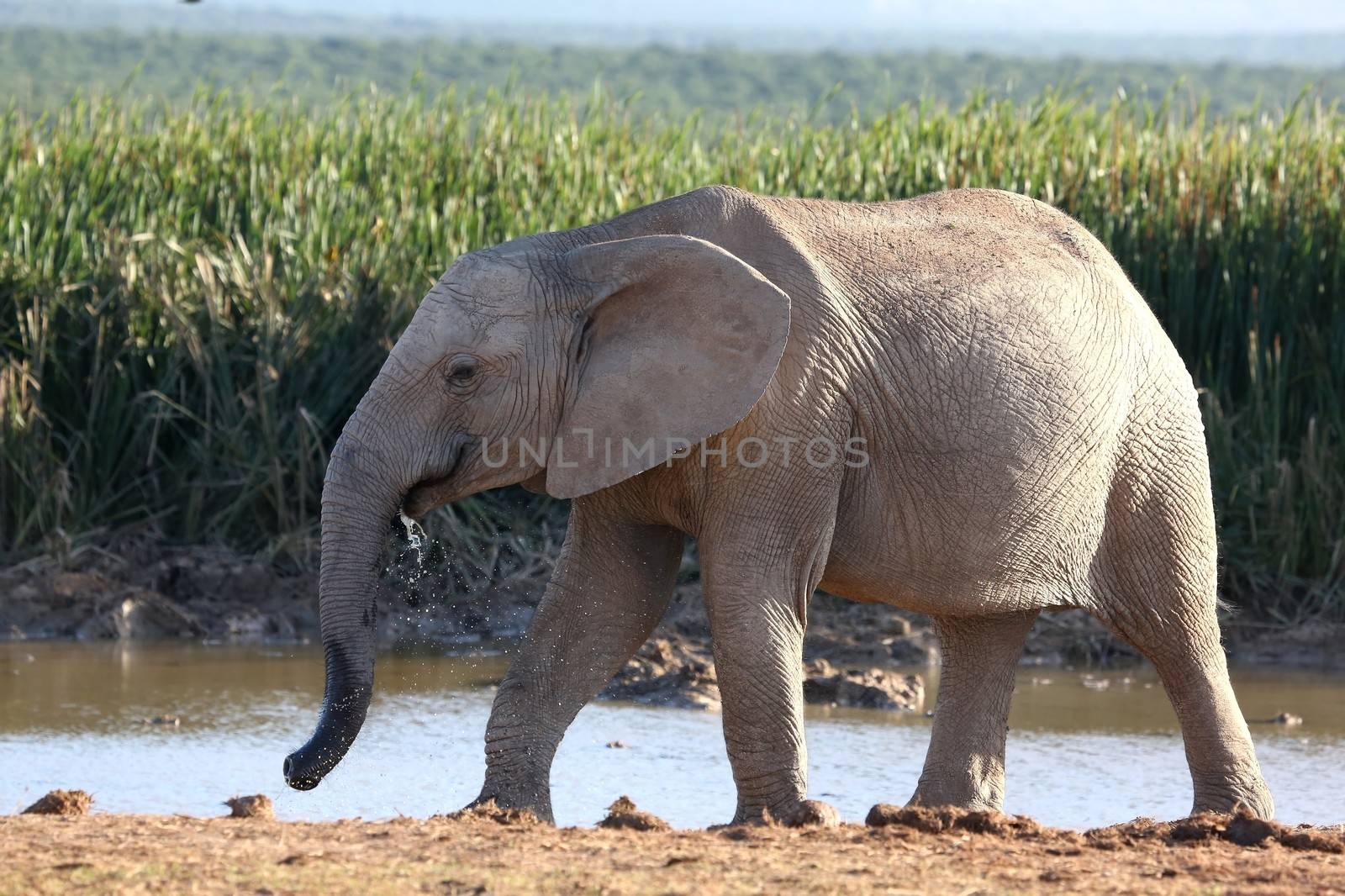 Female African elephant at a water hole