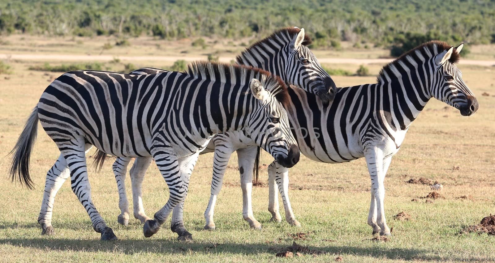 Three plains zebras with black and white stripes