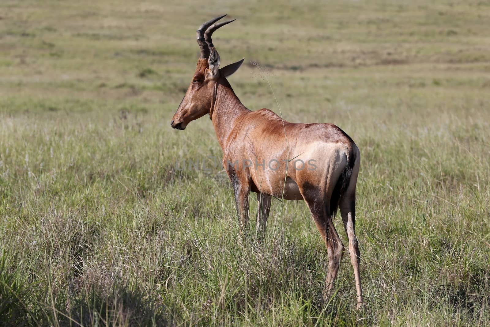 Red Hartebeest Antelope standing in the long grass 