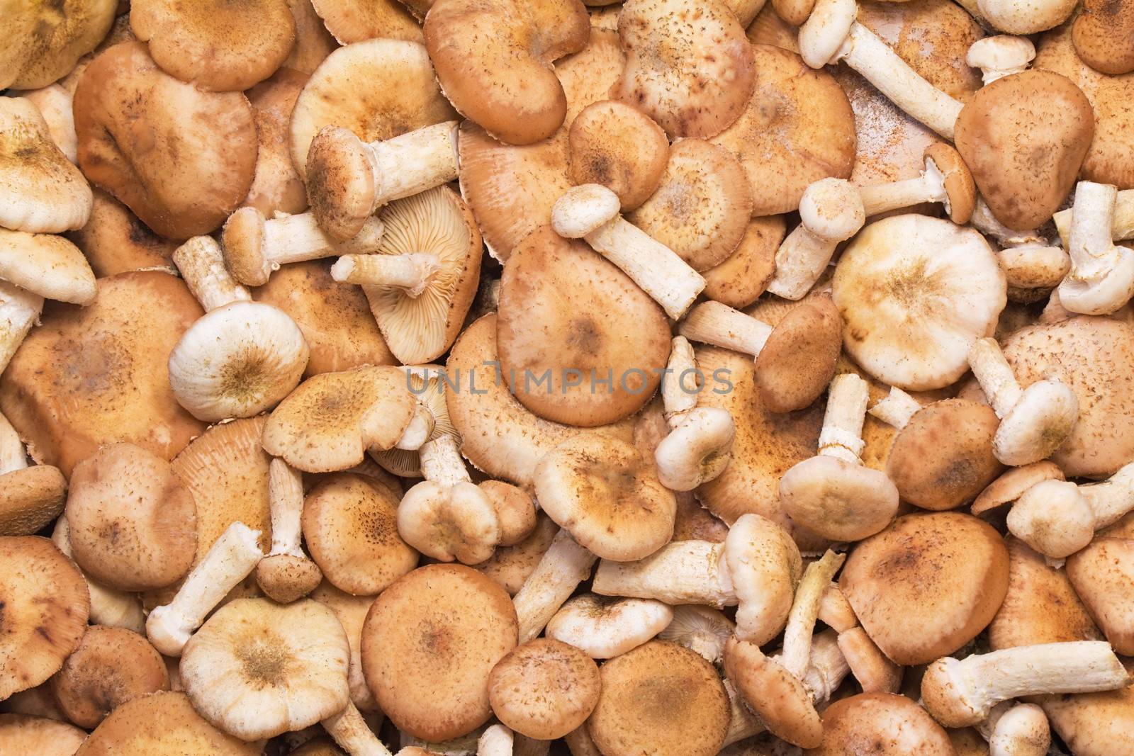 Different in size and shape, strong and benign mushrooms estimate.
