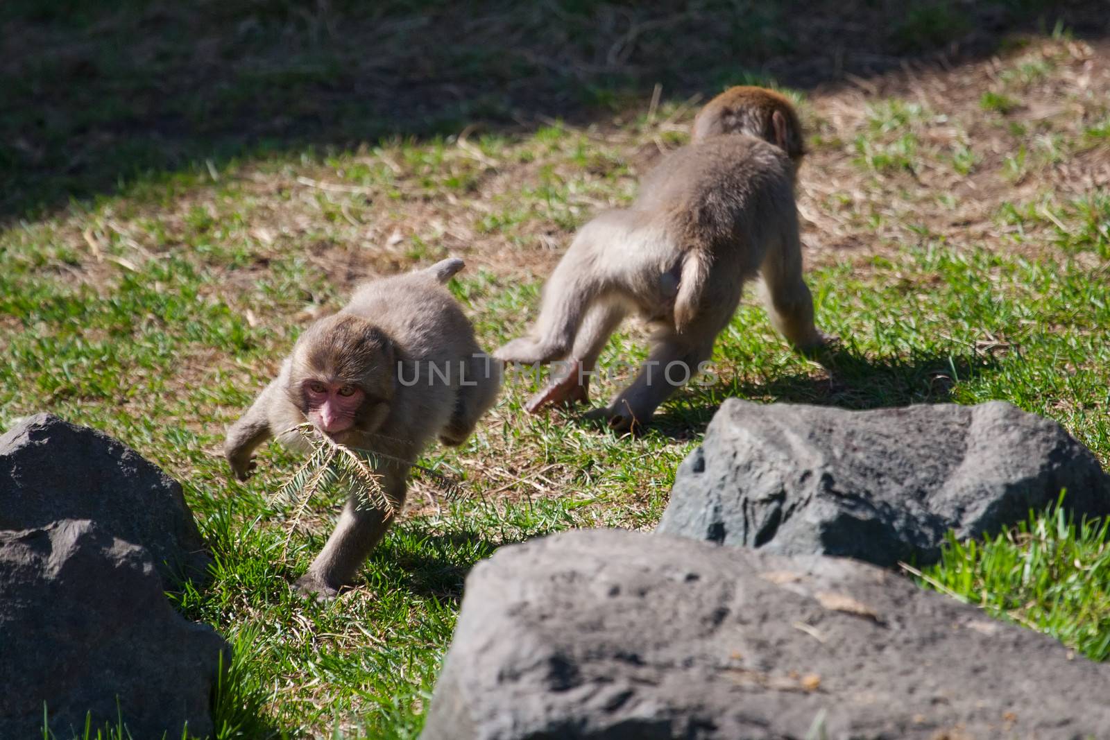Two Macaque Monkey's playing and chasing each other