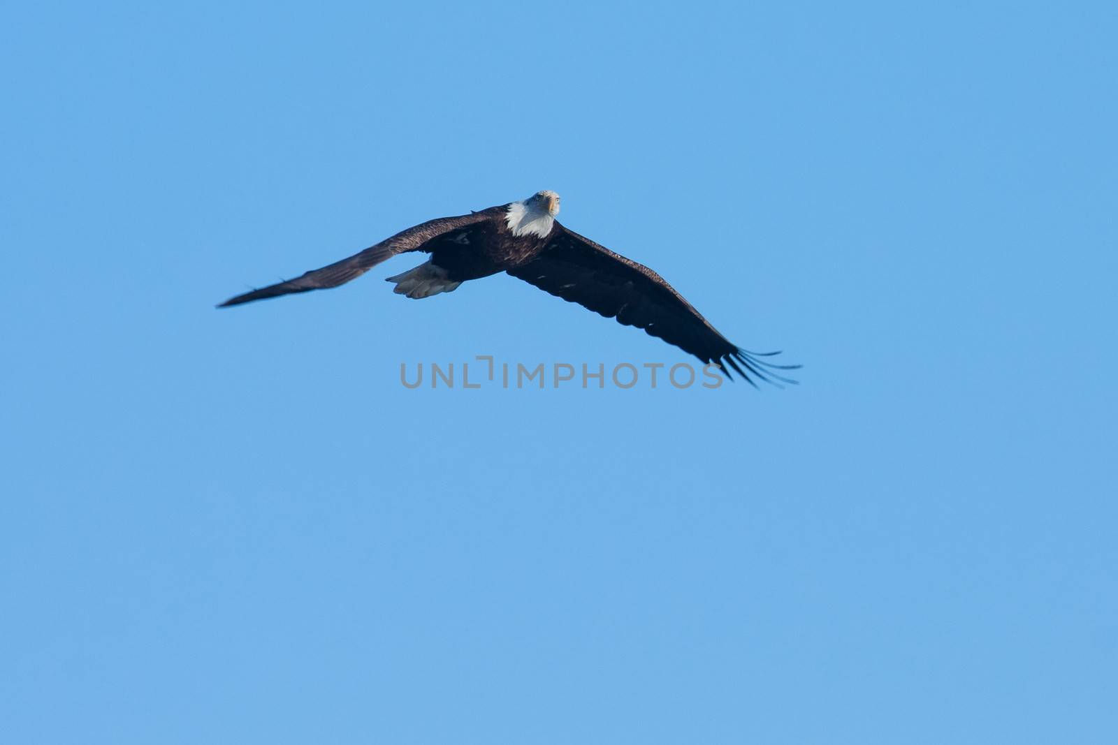 An image of an American Bald Eagle in Flight.