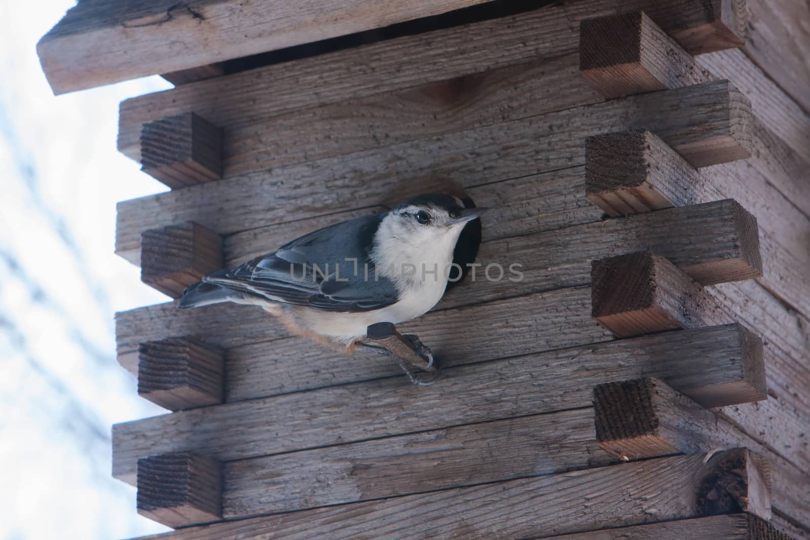 White-breasted Nuthatch Sitta carolinensis standing on a bird house