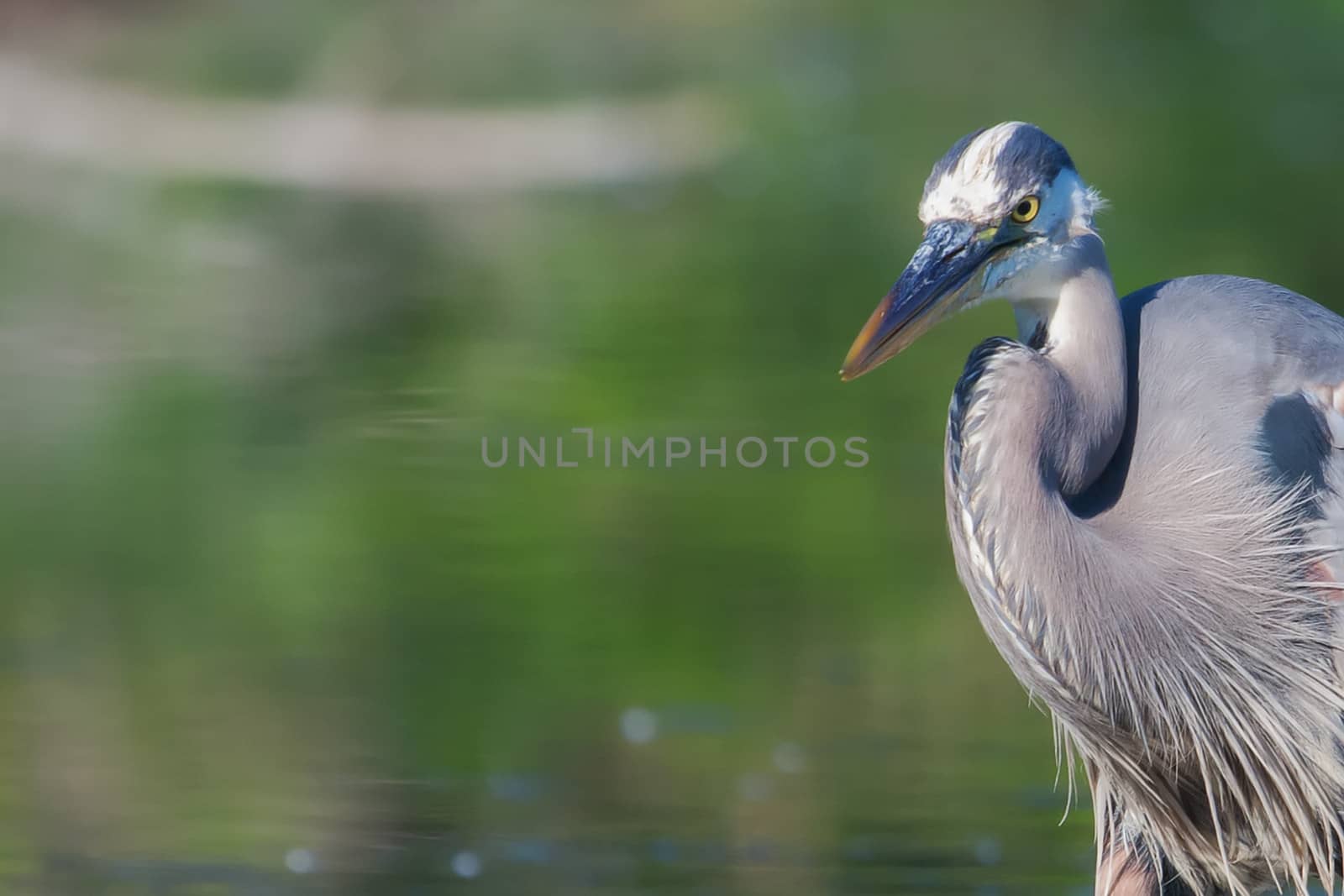 Great Blue Heron Fishing in soft focus by Coffee999