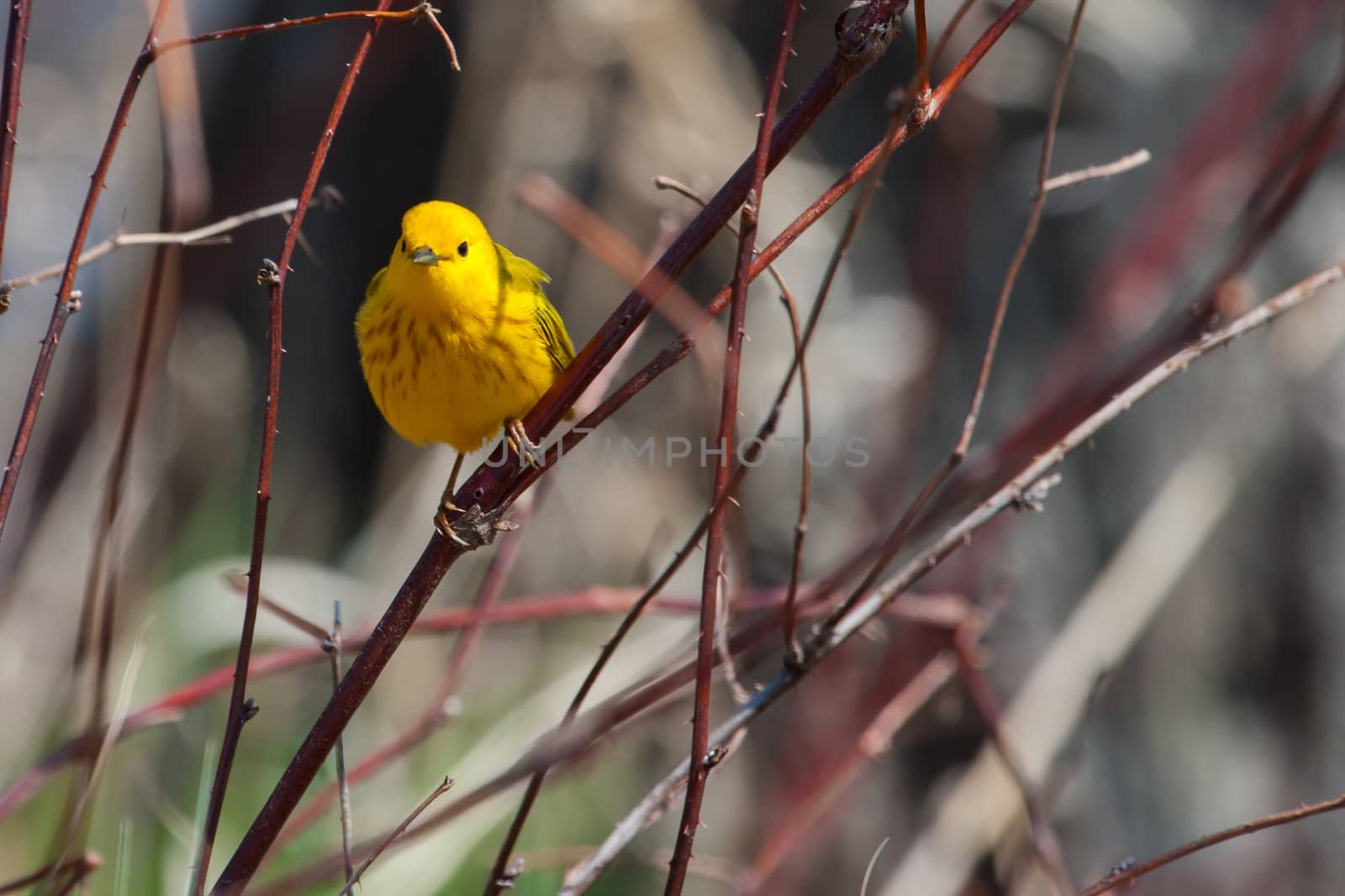 American Goldfinch perched on a tree branch.