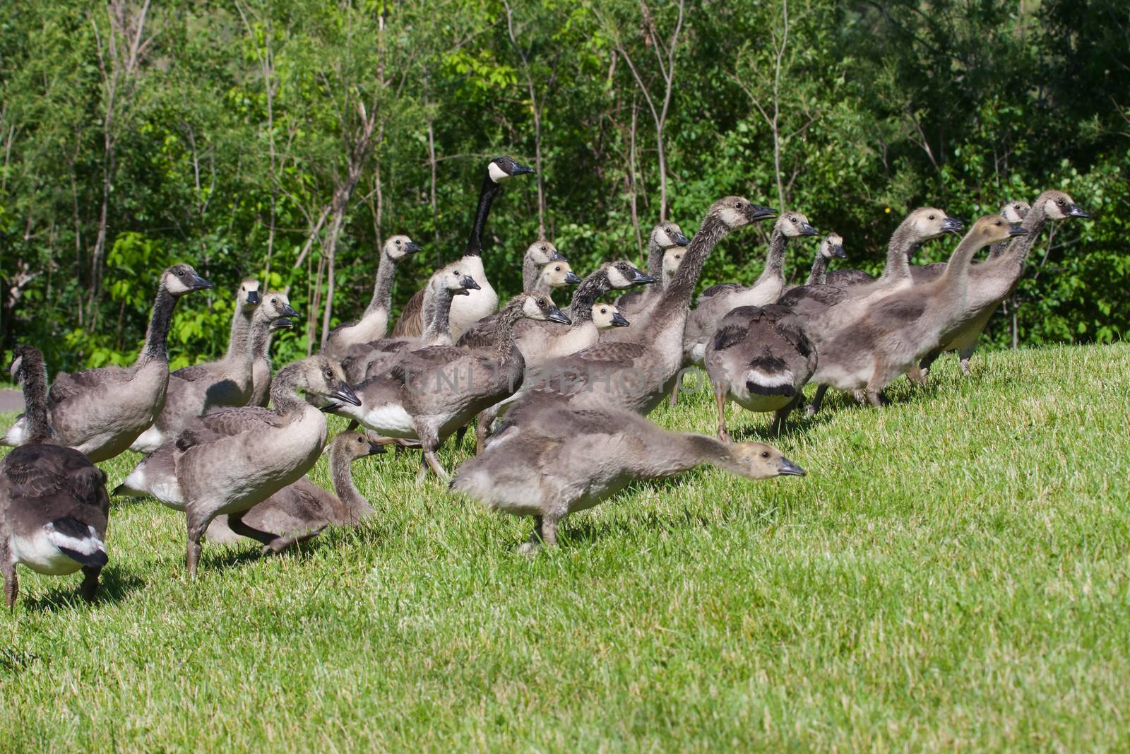 Group of goslings running up a hill