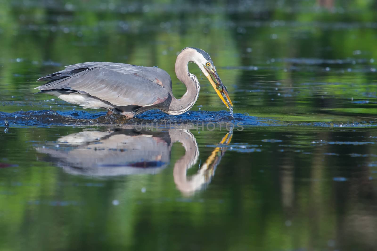 Great Blue Heron fishing in the low lake waters.