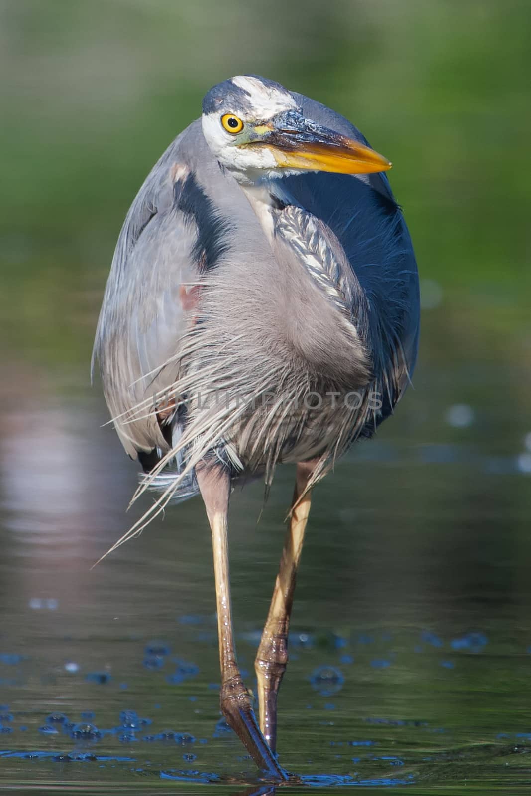 Great Blue Heron fishing in the low lake waters.