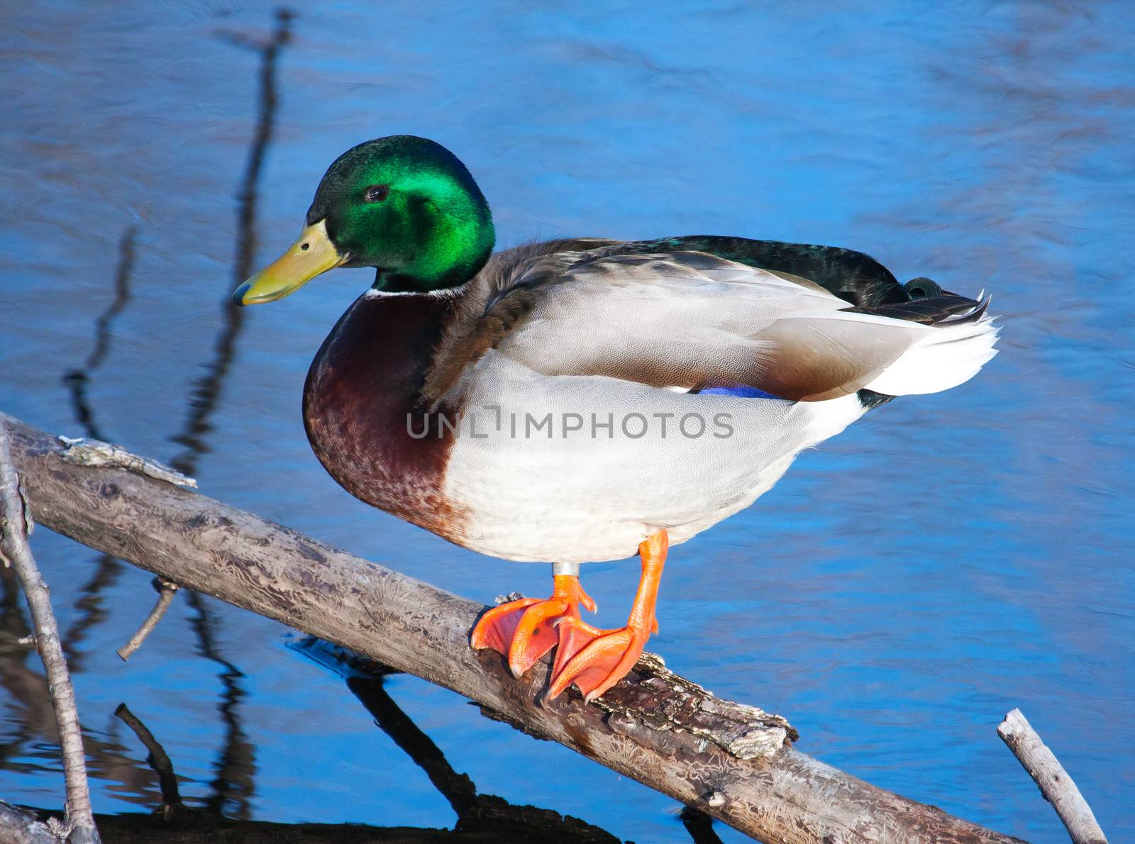 Male mallard on a log by Coffee999