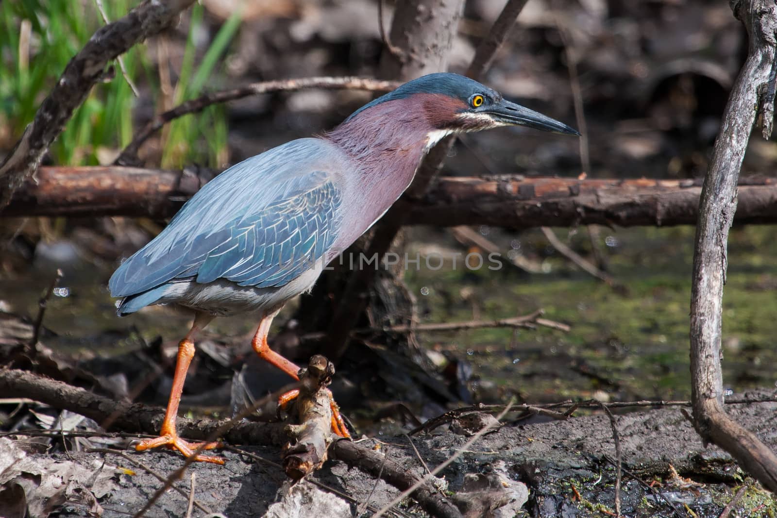 Green Heron (Butorides virescens) Stalking its Prey in a pond