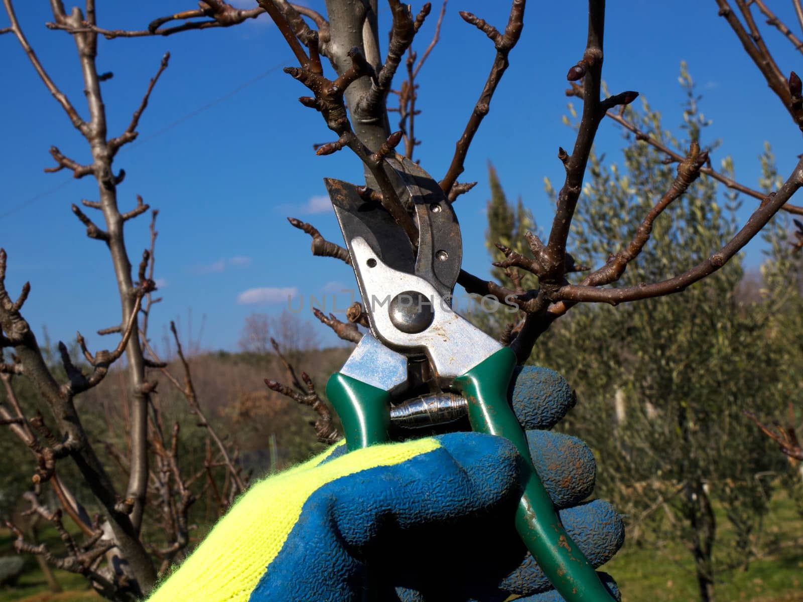hand with a glove pruning with  scissors