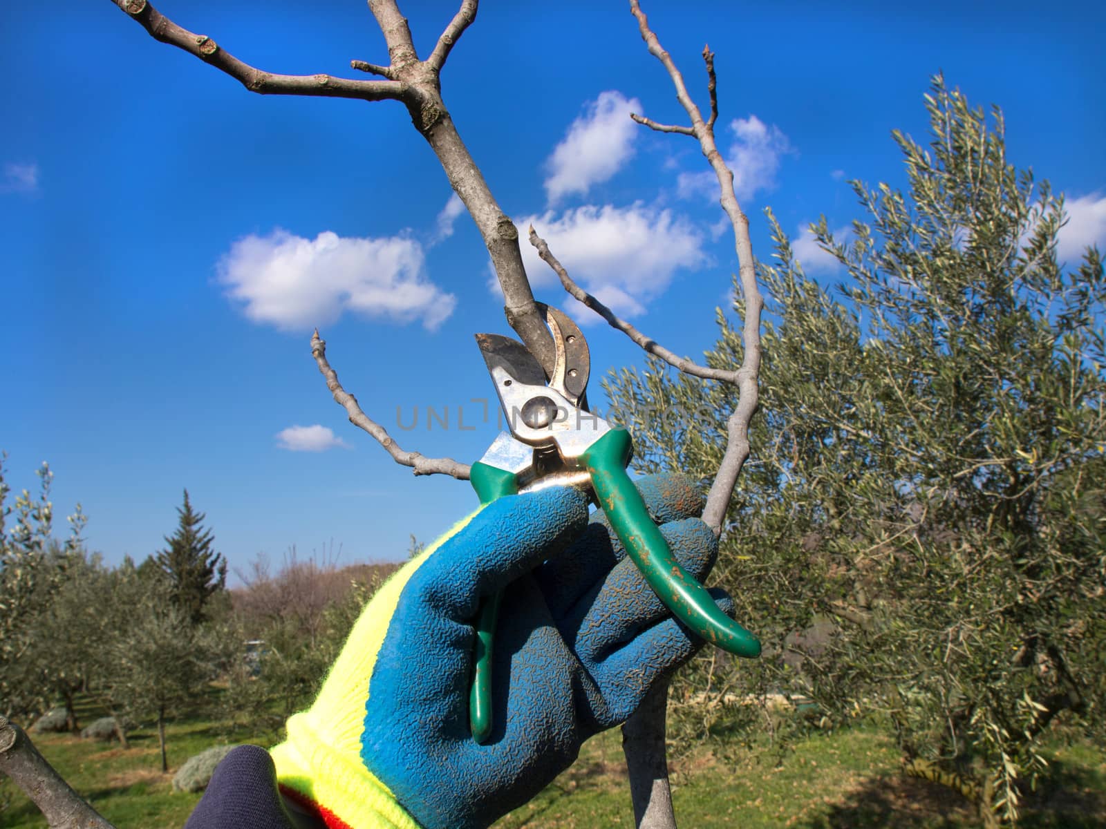 hand in the glove pruning with a scissors